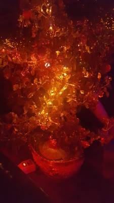 Friedas Büxe (Zúrich, Suiza)